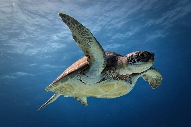 Discover Scuba Diving in Cozumel Paradise Reef - The first Paradise Reef session is about getting comfortable