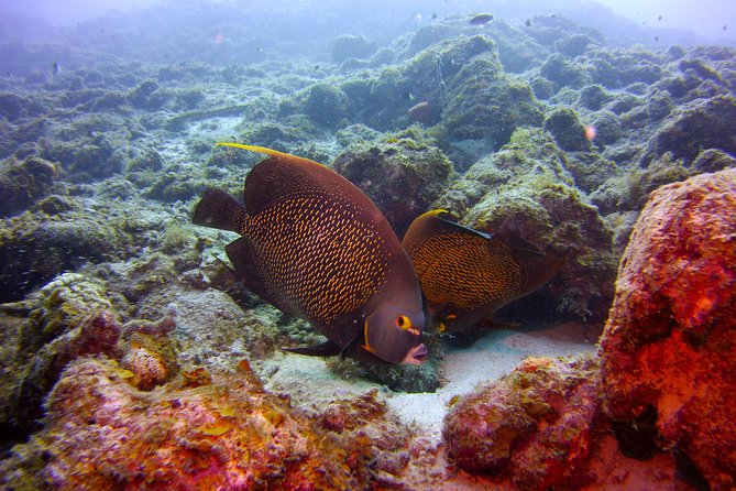 Discover Scuba Diving in Curacao - Pool practice at Livingstone Jan Thiel