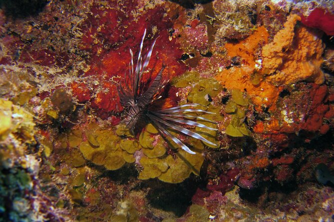 Discover Scuba Diving in Curacao - What small groups change underwater