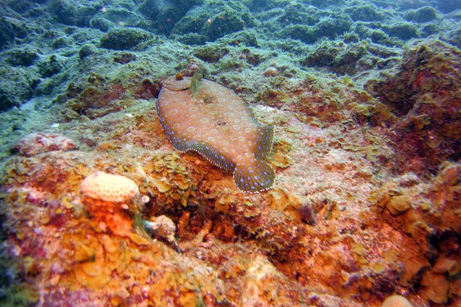 Discover Scuba Diving in Curacao - What the $109 price really covers
