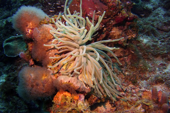 Discover Scuba Diving in Curacao - The health check comes before the equipment