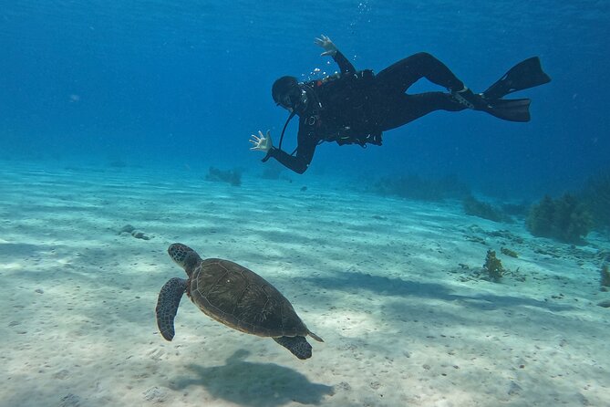 Discover Scuba Diving in Diver's Paradise! - Two Bonaire Marine Park descents to 40 feet