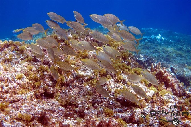 Discover Scuba Diving in Lanzarote (Costa Teguise) - Playa del Jablillo: a gentle place to begin