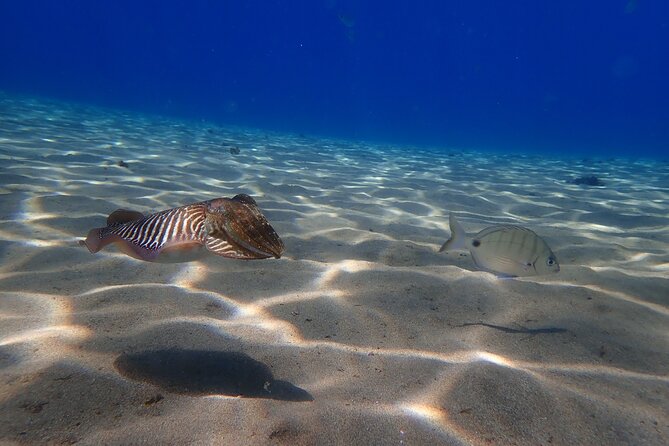 Discover Scuba Diving in Lanzarote (Costa Teguise) - Playa Chica Beach: another possible water setting