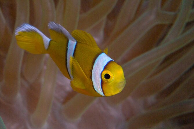 Discover Scuba Diving in Mauritius - The 20 to 30 minute lesson before entering the water