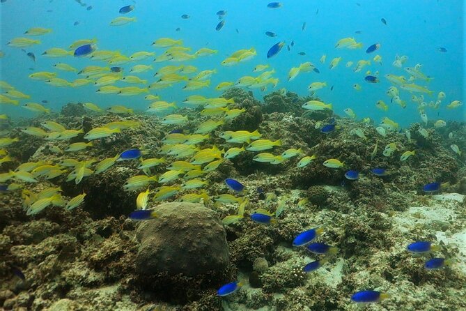 Discover Scuba Diving in Mauritius - Reaching the reef at 6 to 12 meters