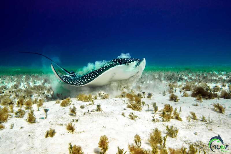 Discover Scuba Diving in Playa del Carmen - 2 dives - Key points to know before booking