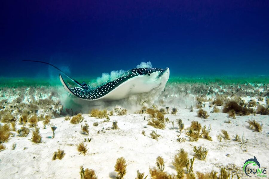 Discover Scuba Diving in Playa del Carmen - 2 dives - Timing, paperwork, and the flight rule