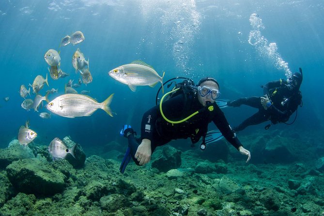 Discover Scuba Diving in Puerto de Mogan - Key Points To Know Before You Book