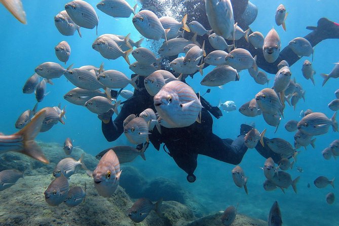 Discover Scuba Diving in Puerto de Mogan - What This Puerto de Mogán Scuba Session Is Really Like