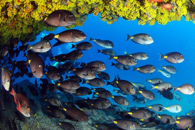Discover Scuba Diving in Sal - Morning class and practice near Santa Maria
