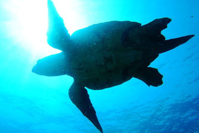 Discover Scuba Diving in Sal - Is $120.97 a fair price?