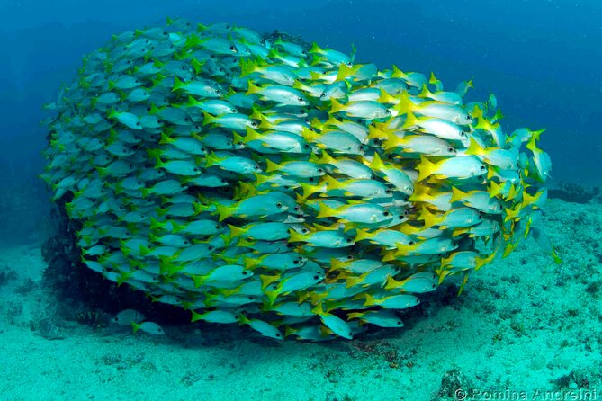 Discover Scuba Diving in Sal - Timing, transport, and the flight rule