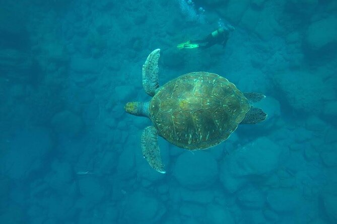Discover Scuba Diving in Tenerife - Key points at a glance