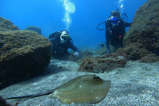 Discover Scuba Diving in Tenerife - Meeting the marine life