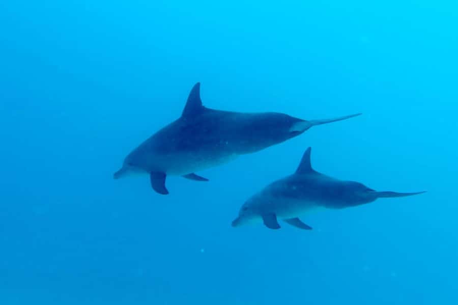 Discover Scuba Diving in the North of Mauritius - The briefing: learning before you enter the water