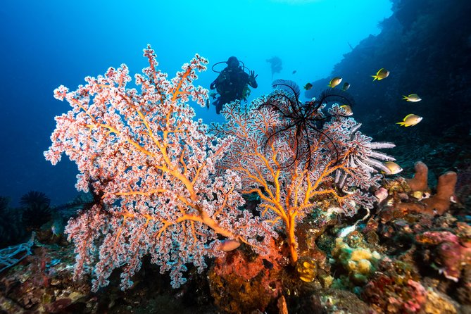 Discover Scuba Diving in Tulamben - Diving Initiation in Bali best diving sites - The USAT Liberty Shipwreck is the payoff