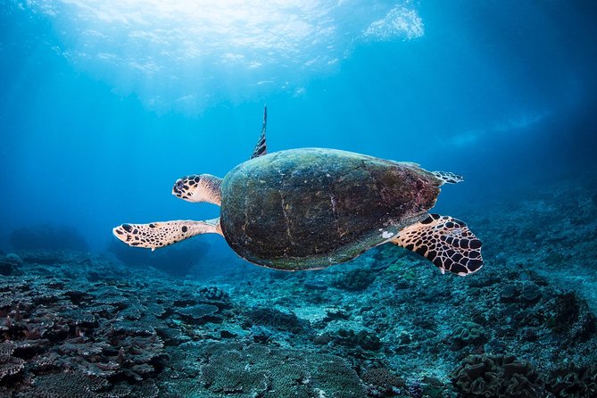Discover Scuba Diving in Tulamben - Diving Initiation in Bali best diving sites - What the $89.40 price includes