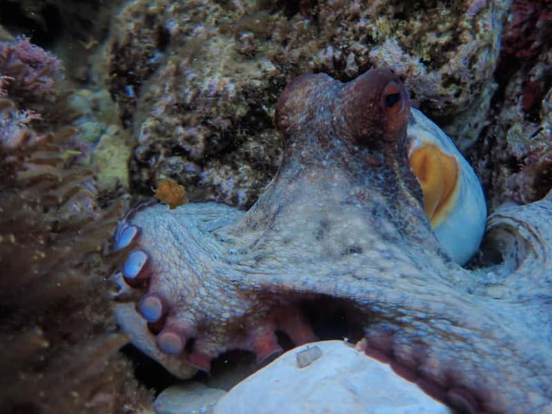 Discover Scuba Diving, scuba diving for begginers!! - The 40-minute lesson before entering the water