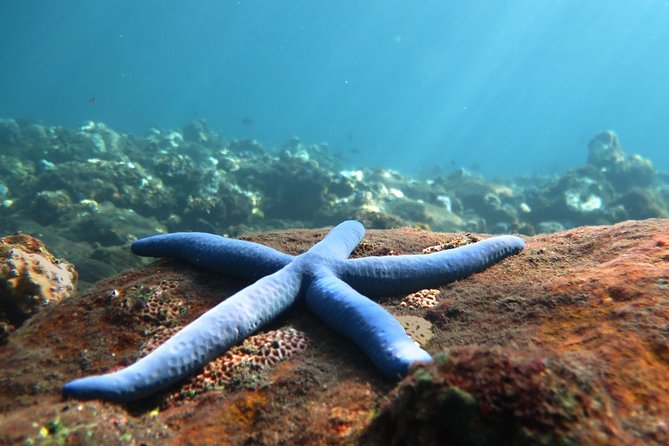 Discover Scuba Diving Tulamben Bali For Non-Certified Divers - Why the USAT Liberty Works for First-Time Scuba