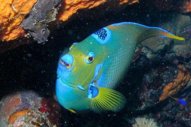 Discover Scuba Diving with No Certification in St Thomas - Your first open-ocean session