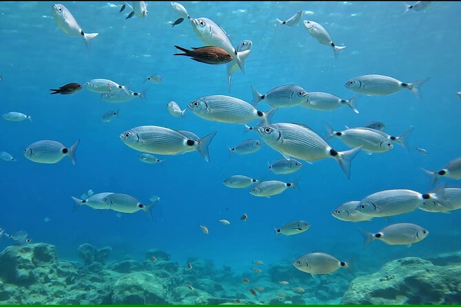 Discover SCUBA Diving with Pissouri Bay Divers - What the four-hour SCUBA session feels like