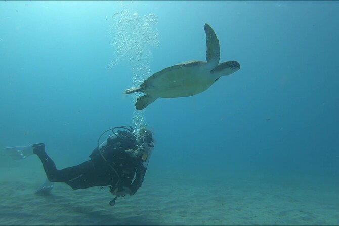 Discover SCUBA Diving with Pissouri Bay Divers - Who will enjoy this most