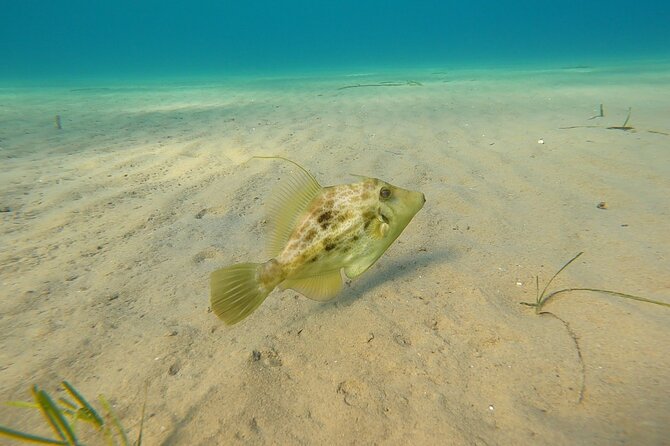 Discover Small Group Scuba Diving Experience in Nea Makri, Athens - Thirty to forty minutes at 5 to 6 meters