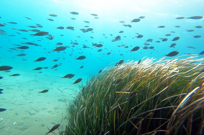 Discover Small Group Scuba Diving Experience in Nea Makri, Athens - Price and overall value at $108.61