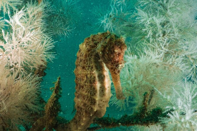 Dive trip to the coral reefs of Fujairah for certified scuba divers - Coral, turtles, sharks, and tropical fish