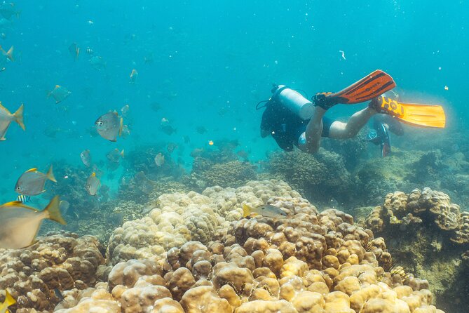Dive trip to the coral reefs of Fujairah for certified scuba divers - Equipment, food, and what your $205.14 covers