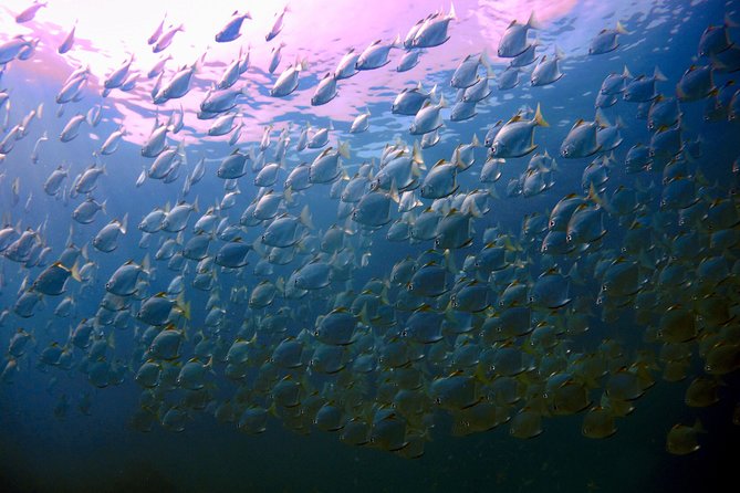 Dive trip with 2 dives (start from Ko Kut) - Key points about this Koh Kood scuba trip