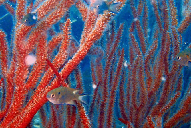 Dive trip with 2 dives (start from Ko Kut) - Why Koh Rang is worth the boat ride