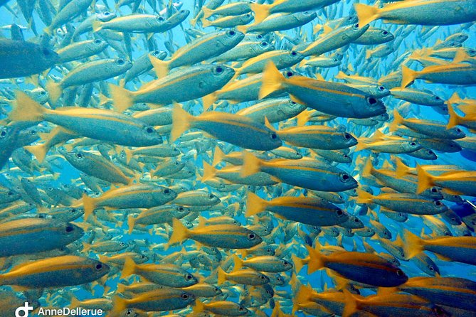 Dive trip with 2 dives (start from Ko Kut) - Small groups make a real difference