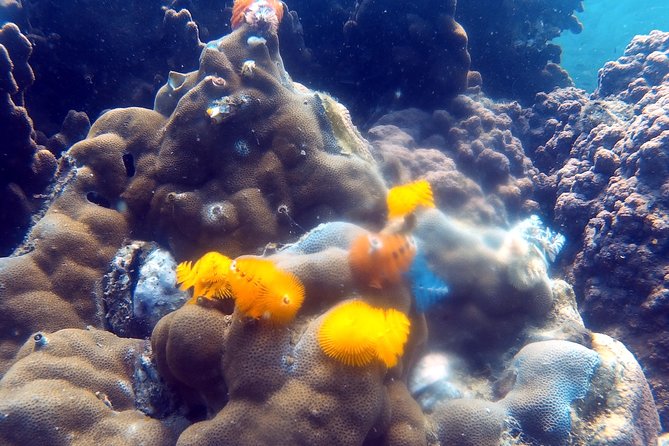 Dive trip with 2 dives (start from Ko Kut) - The wooden boat and shared snorkeling plan