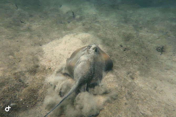 Dive trip with 2 dives (start from Ko Kut) - Is the $136.91 price good value?