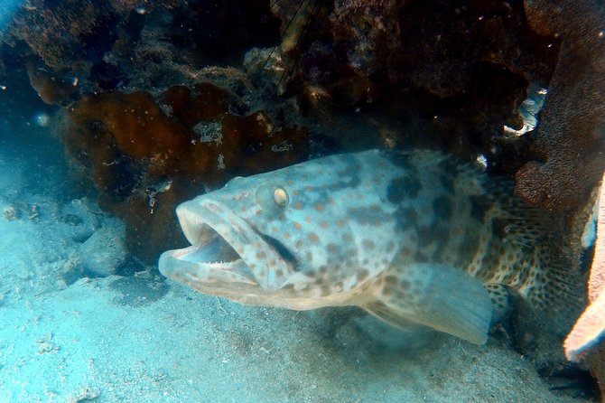 Dive trip with 2 dives (start from Ko Kut) - What the three-stop schedule feels like