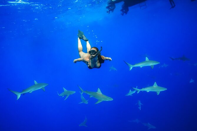 Dive with Sharks in Hawaii: Shark Tour from Haleiwa - From Haleiwa Harbor to the shark grounds