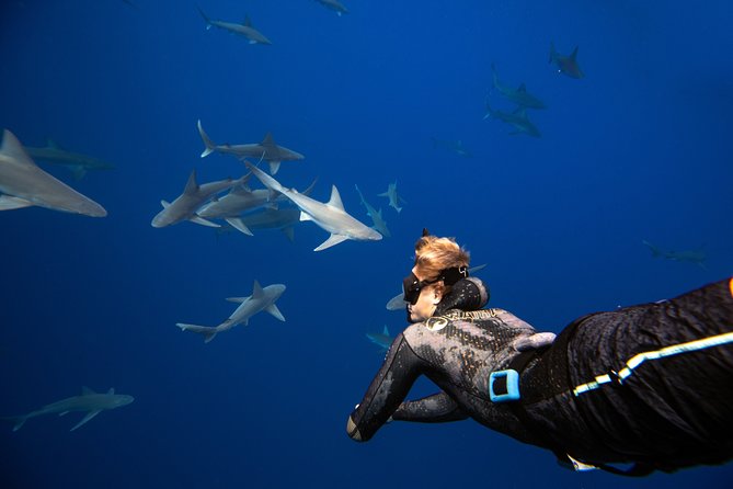 Dive with Sharks in Hawaii: Shark Tour from Haleiwa - The safety briefing is part of the experience