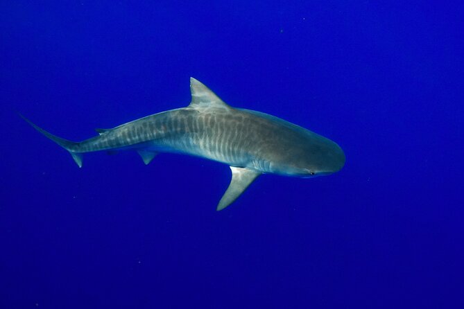 Dive with Sharks in Hawaii: Shark Tour from Haleiwa - A marine science angle, not just a photo stop
