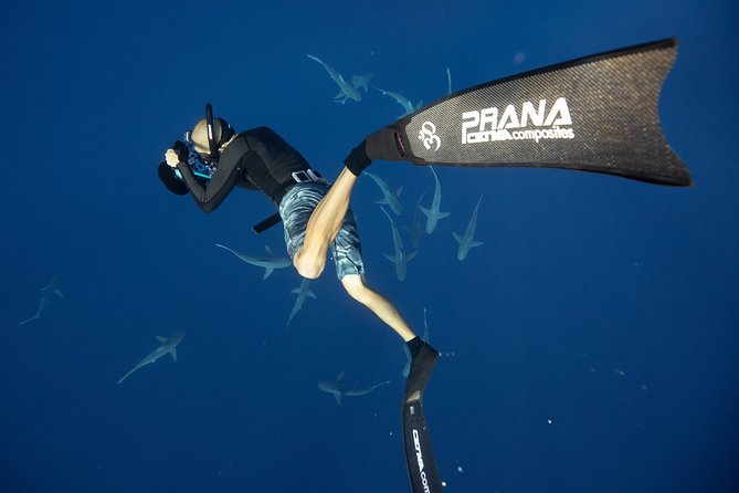 Dive with Sharks in Hawaii: Shark Tour from Haleiwa - What the $153.85 price includes