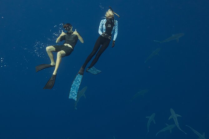 Dive with Sharks in Hawaii: Shark Tour from Haleiwa - Comfort details worth knowing before you go