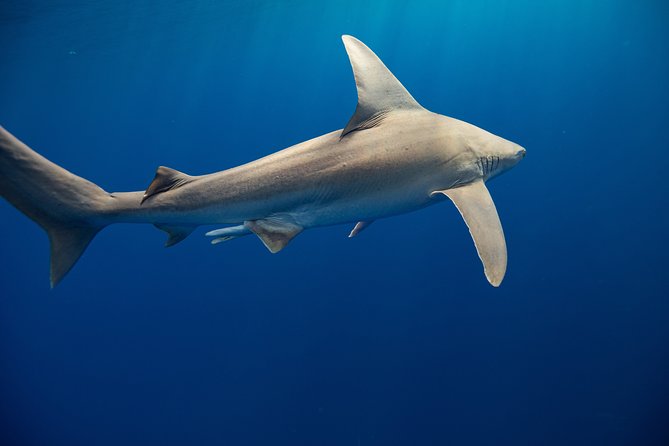 Dive with Sharks in Hawaii: Shark Tour from Haleiwa - Who will get the most from this Haleiwa outing