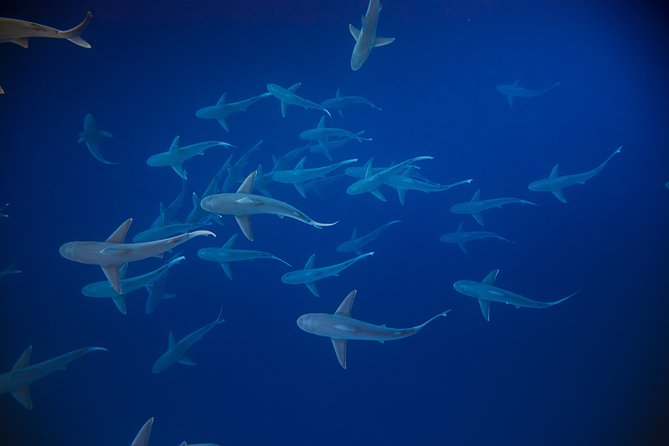 Dive with Sharks in Hawaii: Shark Tour from Haleiwa - Should you book the shark tour from Haleiwa?