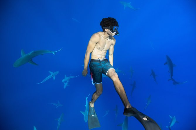 Dive with Sharks in Hawaii: Shark Tour from Haleiwa - Safety divers help you find your nerve