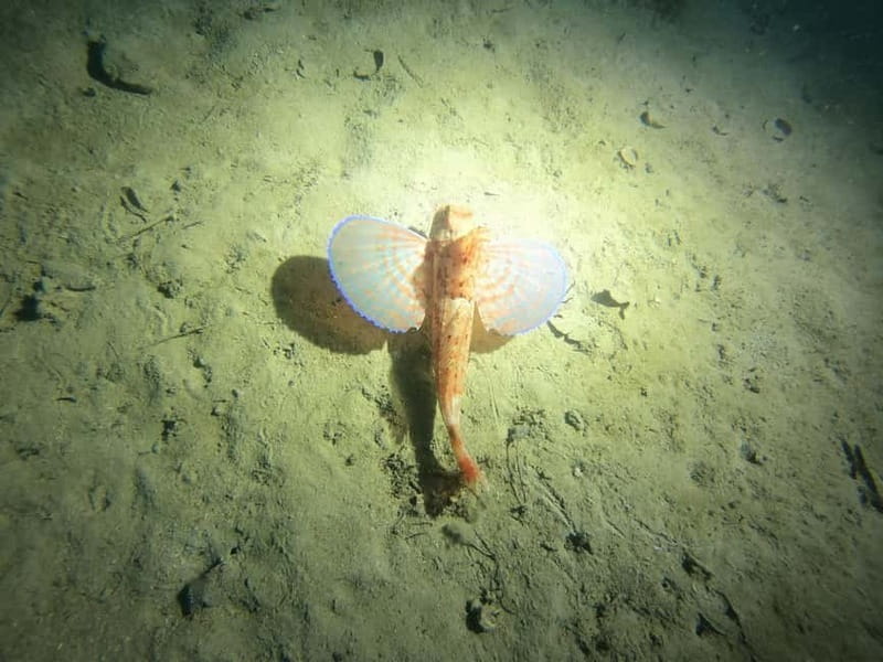 Diving - A First Look Beneath Lake Wörthersee