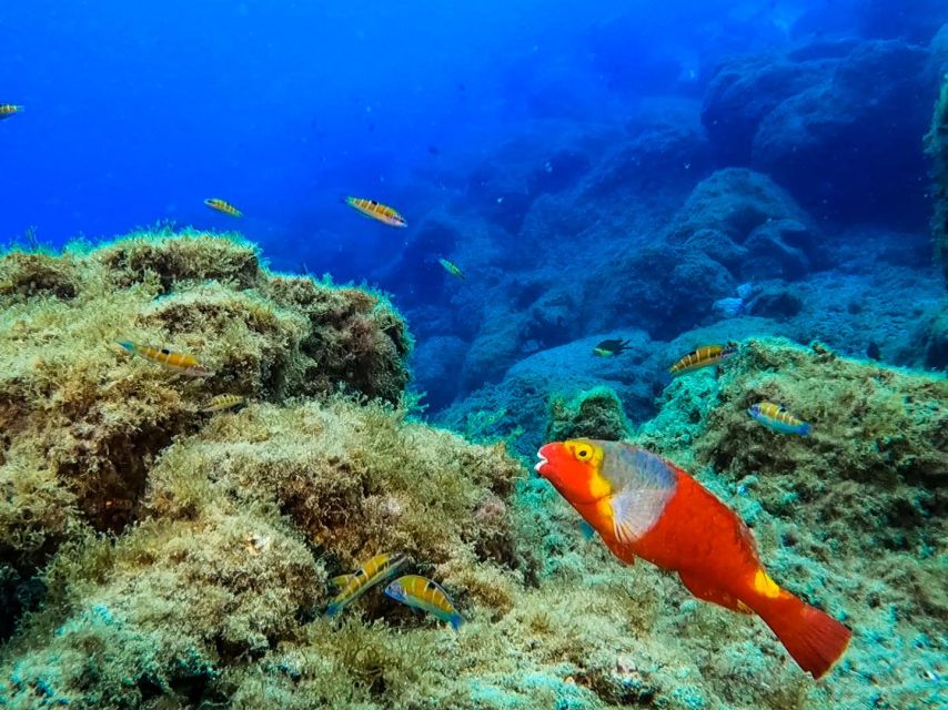 Diving at Lanzarote - 2 guided dives for certified divers - Why Lanzarote’s Volcanic Seabed Makes This Worthwhile