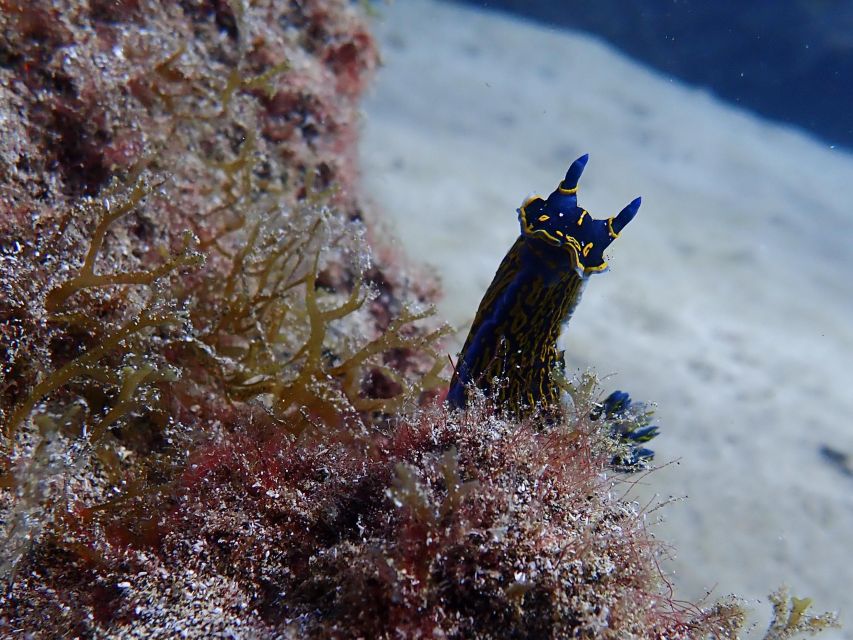 Diving at Lanzarote - 2 guided dives for certified divers - An 8:00 AM Start With Pickup Around Lanzarote