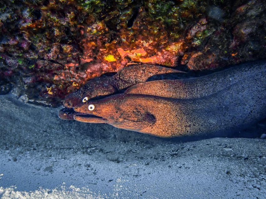 Diving at Lanzarote - 2 guided dives for certified divers - What the Volcanic Formations Offer You