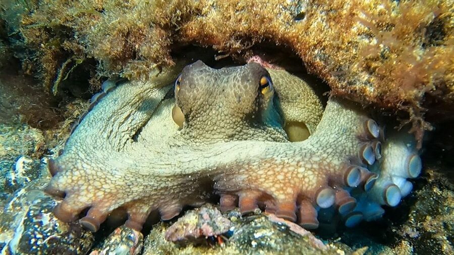 Diving at Lanzarote - 2 guided dives for certified divers - Who Will Get the Most From This Morning